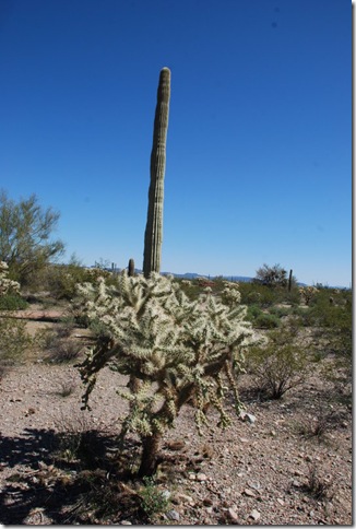 03-03-10 X Organ Pipe Cactus NM 040