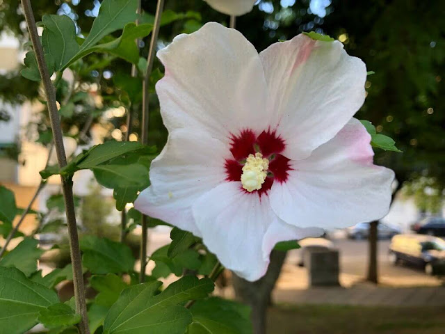 Hibiscos da Siria