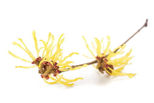 Witch hazel