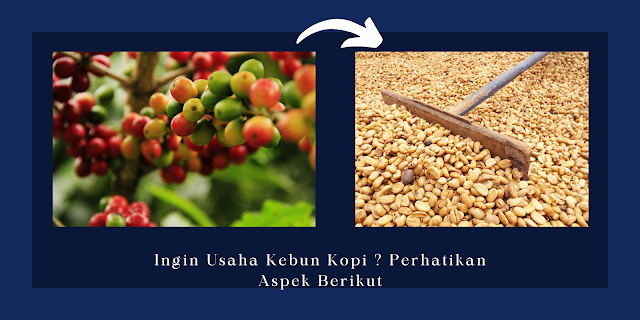 Usaha kebun kopi, Hasil Usaha Kebun Kopi, Biaya Tanam Kopi per Hektar, Prospek Budidaya Tanaman Kopi
