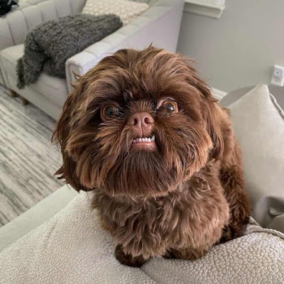 Brown Shih Tzu Puppies For Sale Near Me
