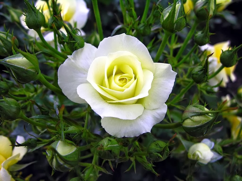 50 Gambar Mawar Putih Yang Cantik Ayeeycom