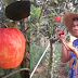 First Apple Tree To Grow In The Philippines Is Now A Social Media's Interest