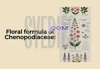 Floral formula of Chenopodiaceae: