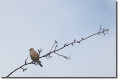 Linnet