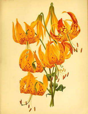 Лилия Гумбольдта (Lilium humboldtii)