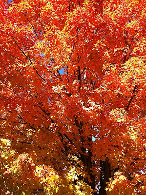 fiery autumn colors New England foliage - photo by Michael Alden