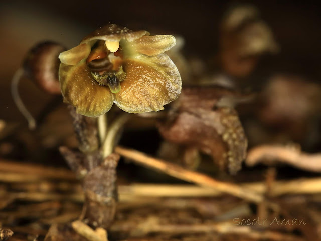 Gastrodia pubilabiata