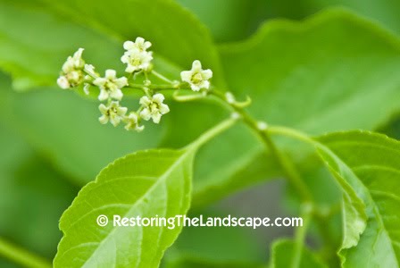 Restoring The Landscape With Native Plants Another Native Vine Its Invasive Cousin