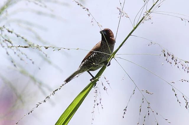 Pipit Pinang