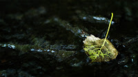 A dirty leaf sits idle in a stream while the water rushes around it.