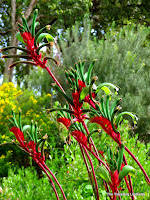 Kangaroo Paw, Kings Park Festival, Perth