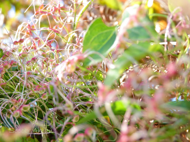 Clematis terniflora