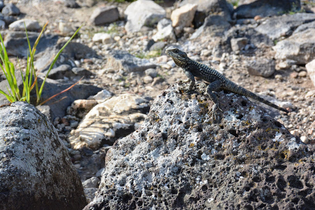 chameleon on a stone