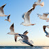 Windparken op de Noordzee dit najaar drie keer stilgezet voor veilige vogeltrek