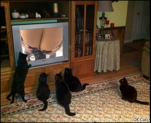 Art Cat GIF • Cinemagraph • Proof that (male) black cats love big boobs [ok-cats.com]