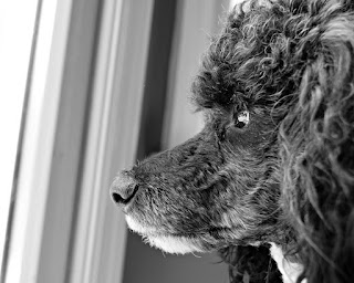 black white miniature poodle dog sideview stare 