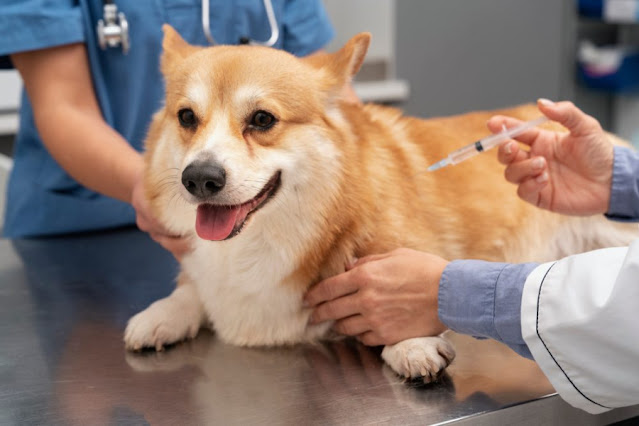 Vacinas para cães serão distribuídas para protetores em Nova Friburgo