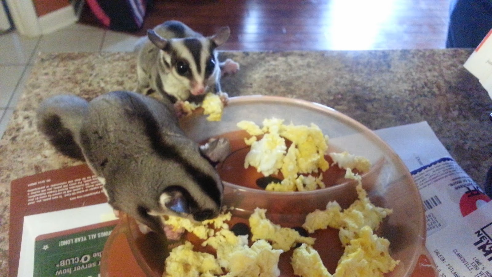 Baby Food For Sugar Gliders