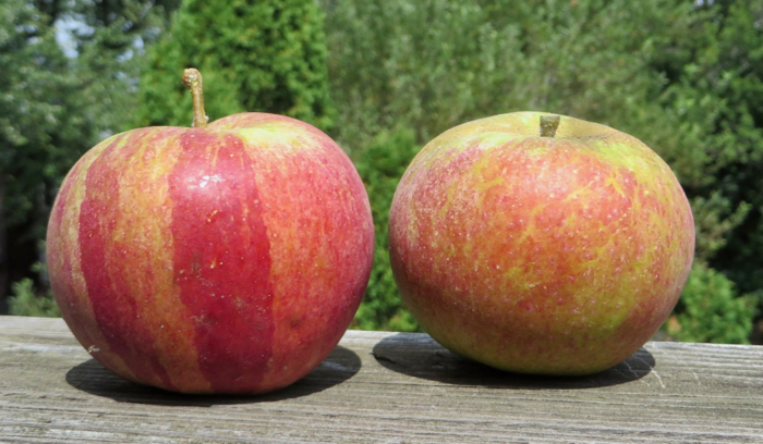 Two orange-red apples. The one on the left has broad saturated stripes.