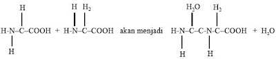 dan protein sanggup dimanfaatkan sebagai sumber energi Pintar Pelajaran Proses dan Pengertian Metabolisme Protein