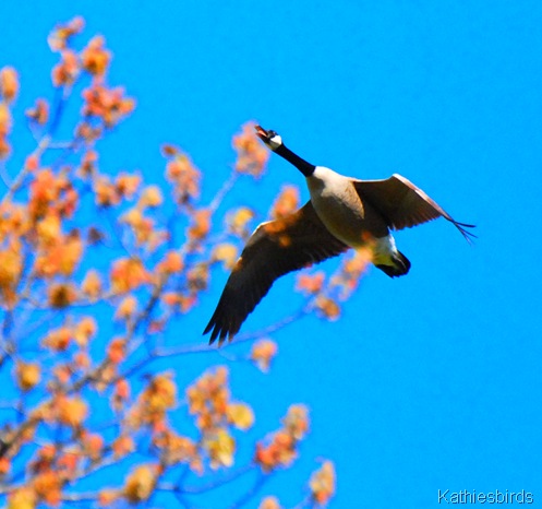 1. Canada goose DSC_0067