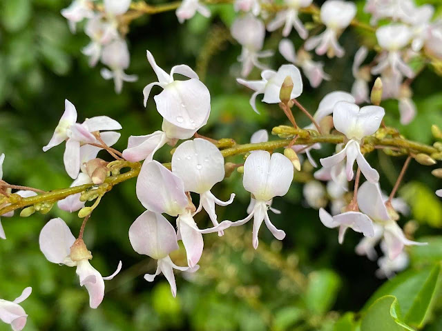 Deguelia scandens