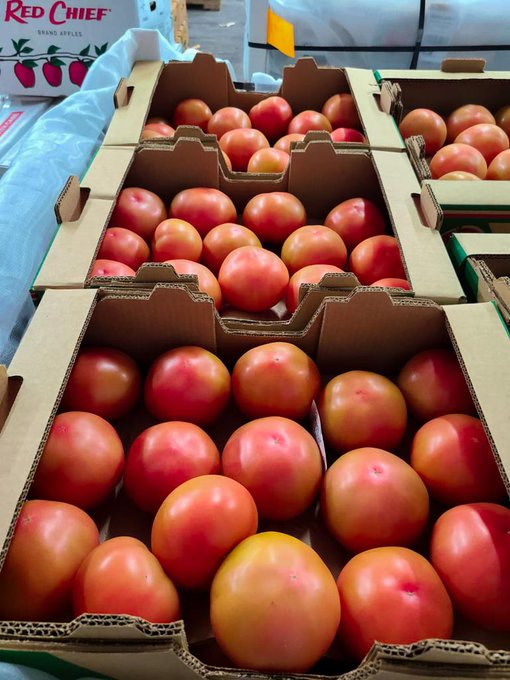 Reactivan exportación de tomates hidropónico a Estados Unidos 