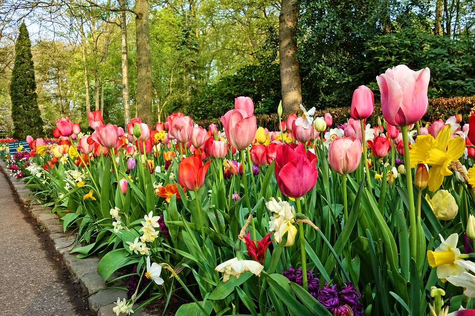 Tulips are a spring garden favourite. These flowers are best known for their bright and vibrant colors that are perfect for any home garden. Tulips bring beautiful colour to any flowerbed and bring with them the positive optimism of springtime.