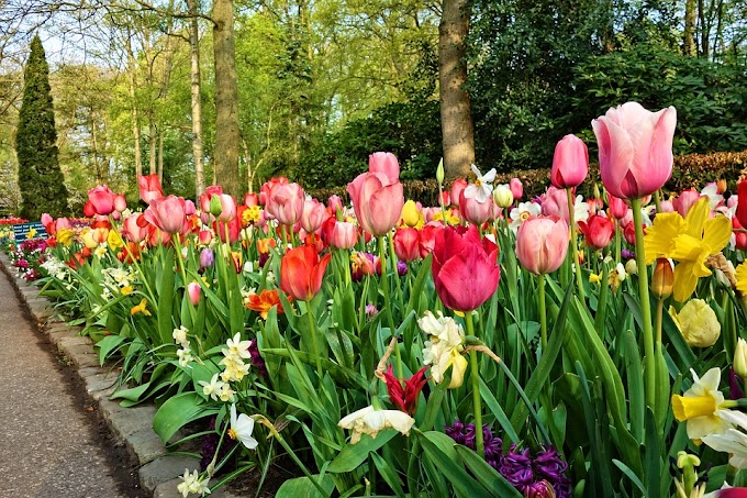 Tulip Flower Bulbs