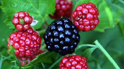  Blackberry ialah salah satu jenis buah Nih Gambar Wallpaper Buah Blackberry