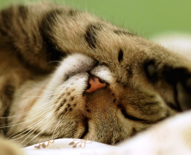 Сколько спит кошка? Skolko spit koshka