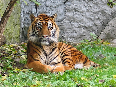 Foto harimau Sumatera