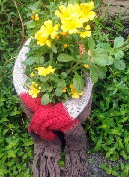 As onze-horas são plantas suculentas, amantes de sol pleno e avessas à umidade. Assim sendo, elas encontram no Inverno frio e úmido, o maior desafio da sua curta existência.