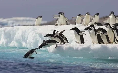 Εξαφανίζονται οι πιγκουίνοι από την Ανταρκτική