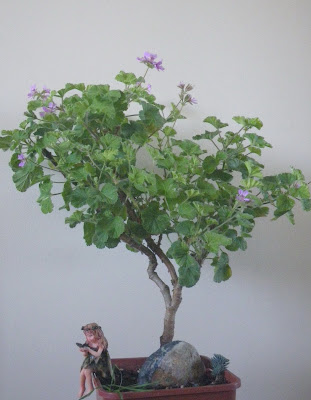 Geranium Atomic Snowflake- the stem grows columnar with bushy branches