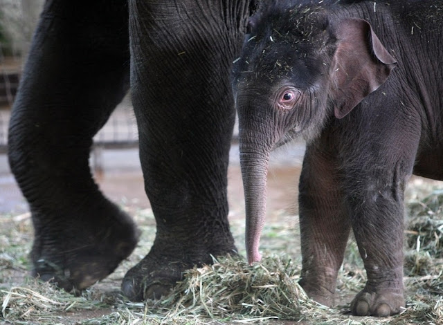 Baby elephant Anchali born at Berlin zoo, cute baby elephant pictures