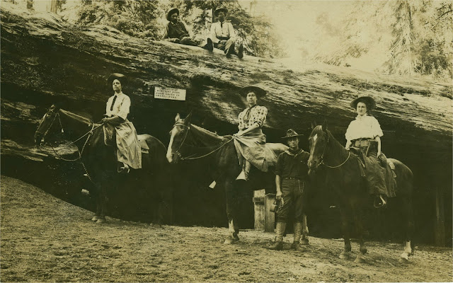 Grant Grove redwoods. Around 1908