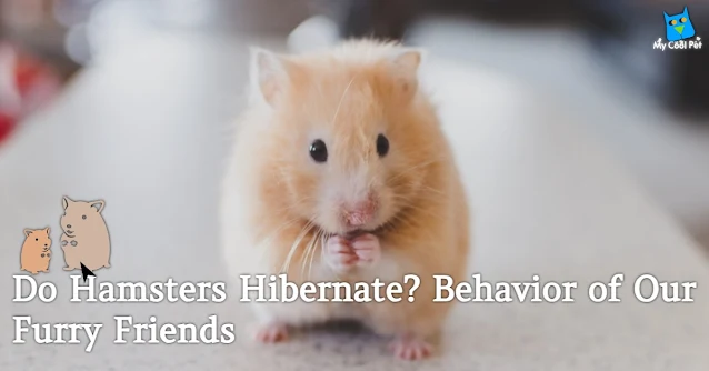Do Hamsters Hibernate