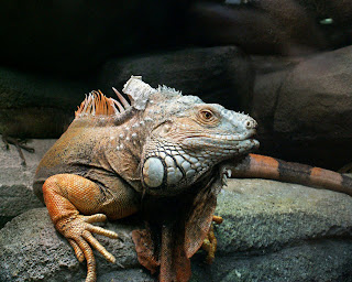 Iguana Wallpapers