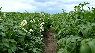 rows of unharvested potatoes