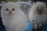 Persian Cat KittenAnak Kucing Persia 27/04/10 (persian cat grey and white)