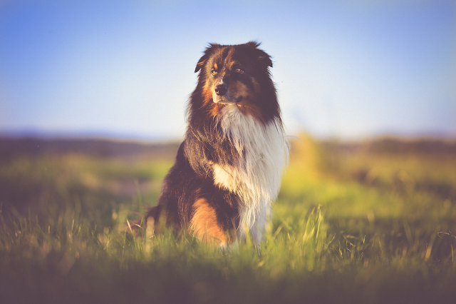 Australian Shepherd HD Wallpaper