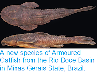 http://sciencythoughts.blogspot.co.uk/2014/09/a-new-species-of-armoured-catfish-from.html