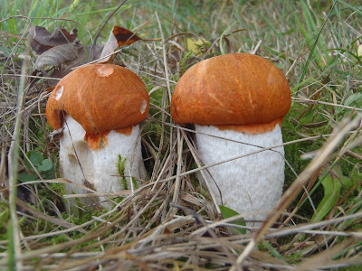  Leccinum aurantiacum koźlarz czerwony