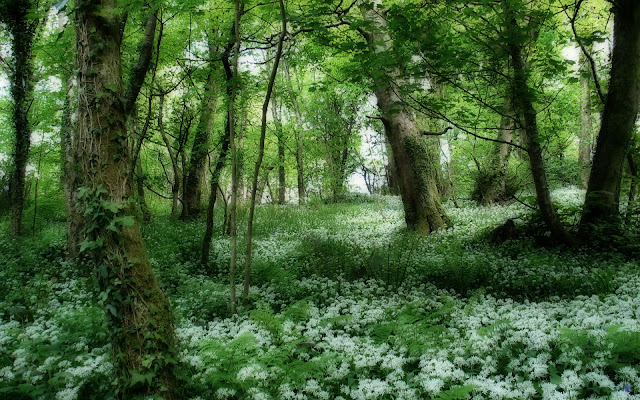 Green Tree in Jungle