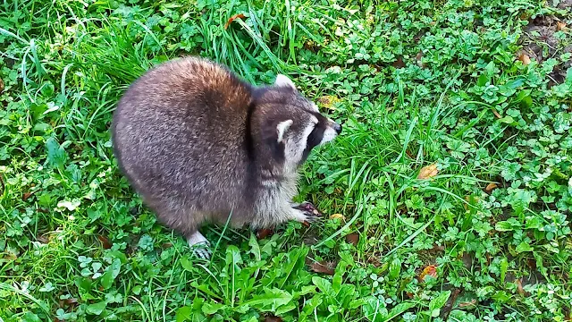 Raccoon at GaiaZoo