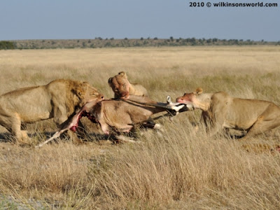 Gemsbok information