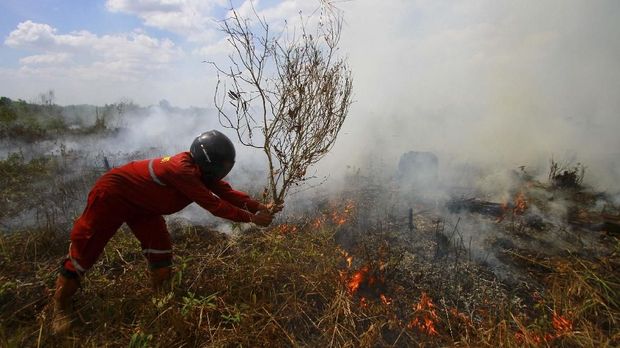 BRG Dukung Jokowi Konversi Lahan Gambut Jadi Sawah