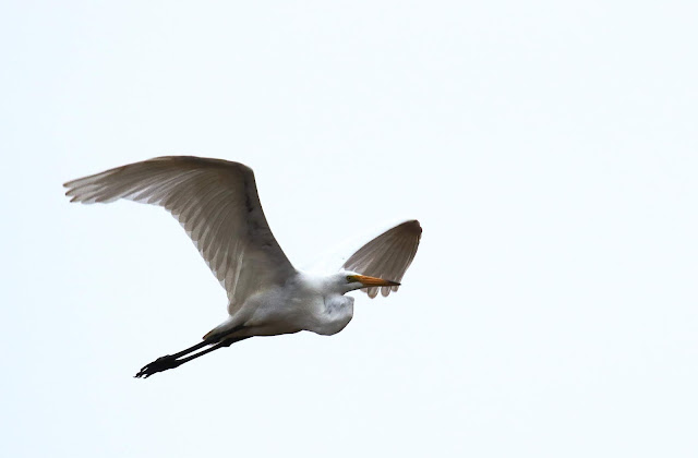 Great Egret